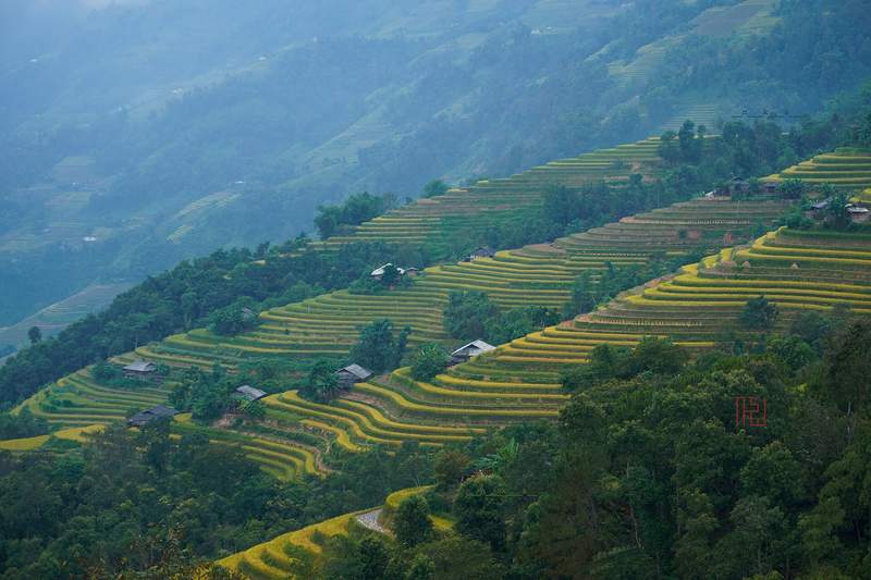 Những thửa ruộng bậc thang lúa chín vàng trên sườn đồi