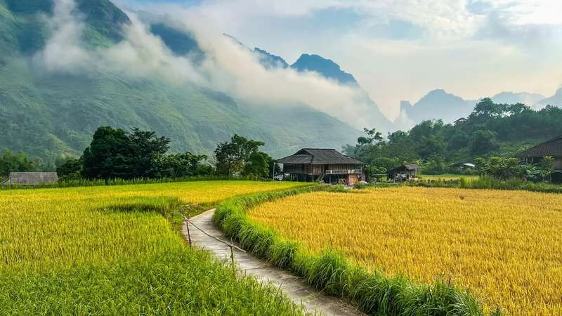 Con đường nhỏ giữa đồng lúa vàng, phía sau là núi và mây